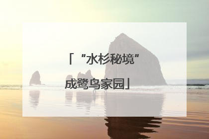 “水杉秘境”成鹭鸟家园