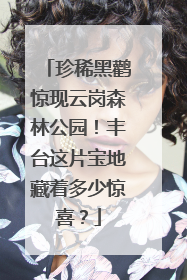珍稀黑鹳惊现云岗森林公园！丰台这片宝地藏着多少惊喜？