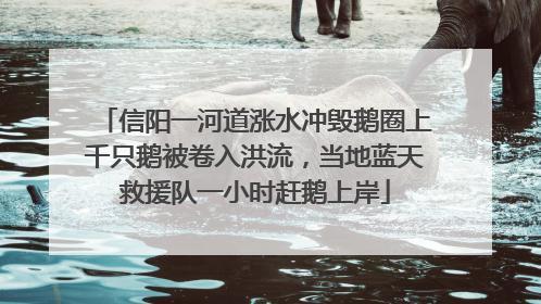 信阳一河道涨水冲毁鹅圈上千只鹅被卷入洪流，当地蓝天救援队一小时赶鹅上岸