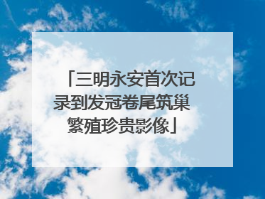 三明永安首次记录到发冠卷尾筑巢繁殖珍贵影像