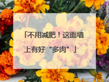 不用减肥！这面墙上有好“多肉”
