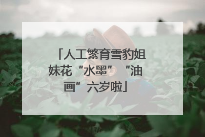 人工繁育雪豹姐妹花“水墨”“油画”六岁啦