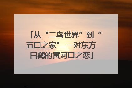 从“二鸟世界”到“五口之家” 一对东方白鹳的黄河口之恋