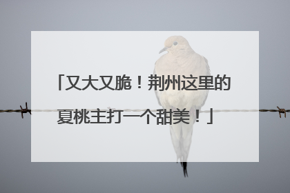又大又脆！荆州这里的夏桃主打一个甜美！