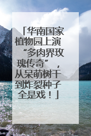华南国家植物园上演“多肉界玫瑰传奇”，从呆萌树干到炸裂种子全是戏！