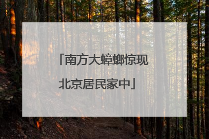 南方大蟑螂惊现北京居民家中