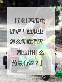 别让西瓜虫肆虐！西瓜虫怎么彻底消灭，潮虫用什么药最有效？
