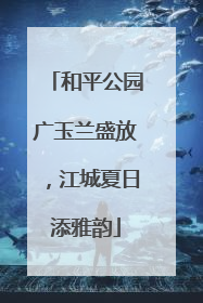 和平公园广玉兰盛放，江城夏日添雅韵