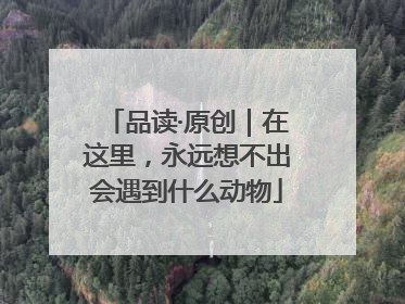 品读·原创｜在这里，永远想不出会遇到什么动物
