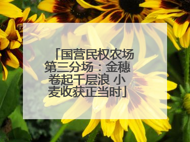 国营民权农场第三分场：金穗卷起千层浪 小麦收获正当时