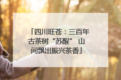 四川旺苍：三百年古茶树“苏醒” 山间飘出振兴茶香