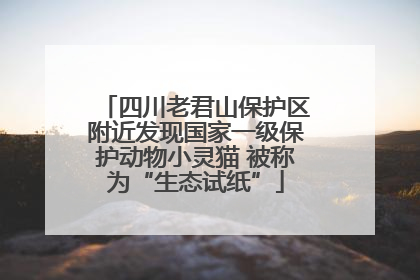 四川老君山保护区附近发现国家一级保护动物小灵猫 被称为“生态试纸”