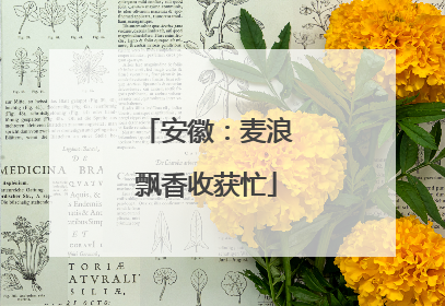 安徽：麦浪飘香收获忙