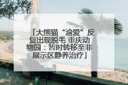 大熊猫“渝爱”反复出现脱毛 重庆动物园：暂时转移至非展示区静养治疗