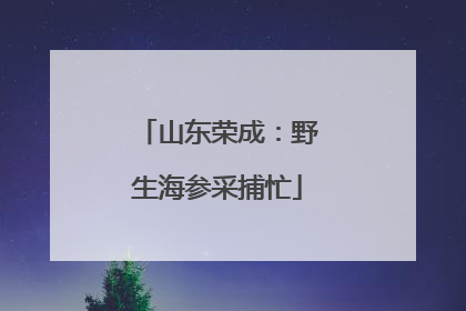 山东荣成：野生海参采捕忙