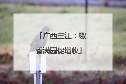 广西三江：椒香满园促增收