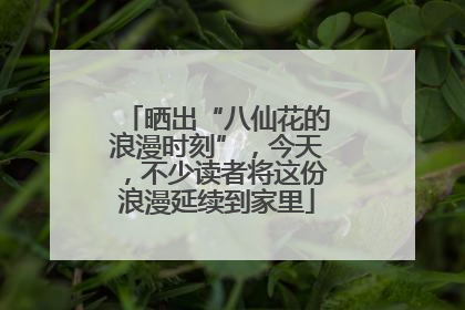 晒出“八仙花的浪漫时刻”，今天，不少读者将这份浪漫延续到家里