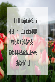 曲阜彭庄村：百亩樱桃红满枝 硕果盈园采摘忙