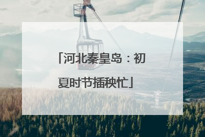 河北秦皇岛：初夏时节插秧忙