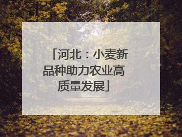 河北：小麦新品种助力农业高质量发展