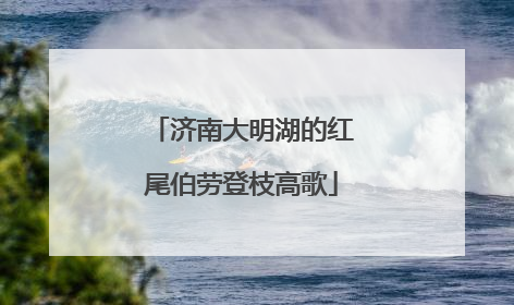 济南大明湖的红尾伯劳登枝高歌