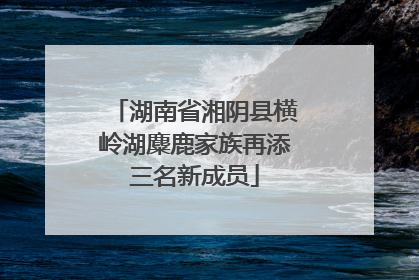 湖南省湘阴县横岭湖麋鹿家族再添三名新成员