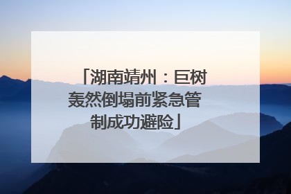 湖南靖州：巨树轰然倒塌前紧急管制成功避险