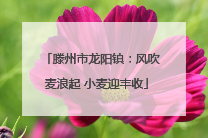 滕州市龙阳镇：风吹麦浪起 小麦迎丰收