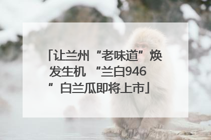 让兰州“老味道”焕发生机 “兰白946”白兰瓜即将上市