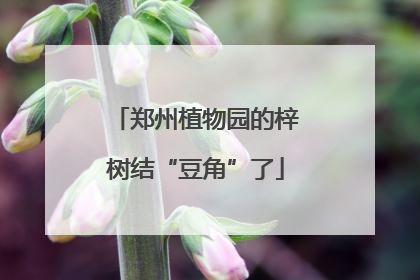 郑州植物园的梓树结“豆角”了