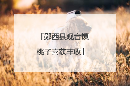 郧西县观音镇桃子喜获丰收