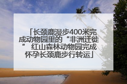 长颈鹿漫步400米完成动物园里的“非洲迁徙” 红山森林动物园完成怀孕长颈鹿步行转运