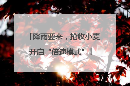 降雨要来，抢收小麦开启“倍速模式”