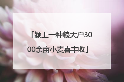 颍上一种粮大户3000余亩小麦喜丰收