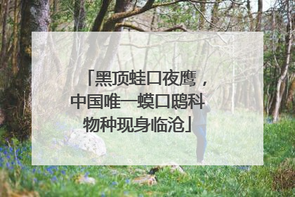 黑顶蛙口夜鹰，中国唯一蟆口鸱科物种现身临沧